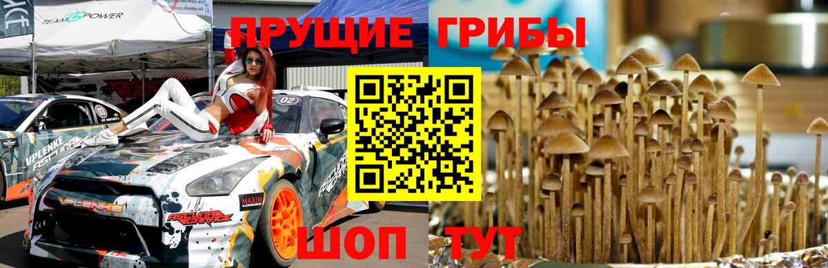 Галлюциногенные грибы GOLDEN TEACHER  Вход с VPN  Псилоцибиновые грибы GOLDEN TEACHER  Зима 